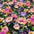 Flower Impressions Floral Cotton Print Fabric – 100% Cotton - 147cm Wide - M2121